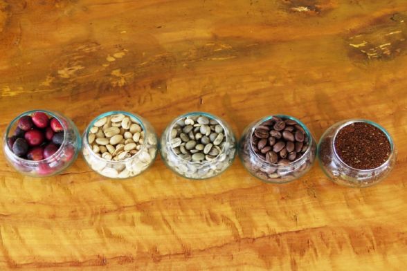 Coffee tour, Finca el Ocaso - Salento 8